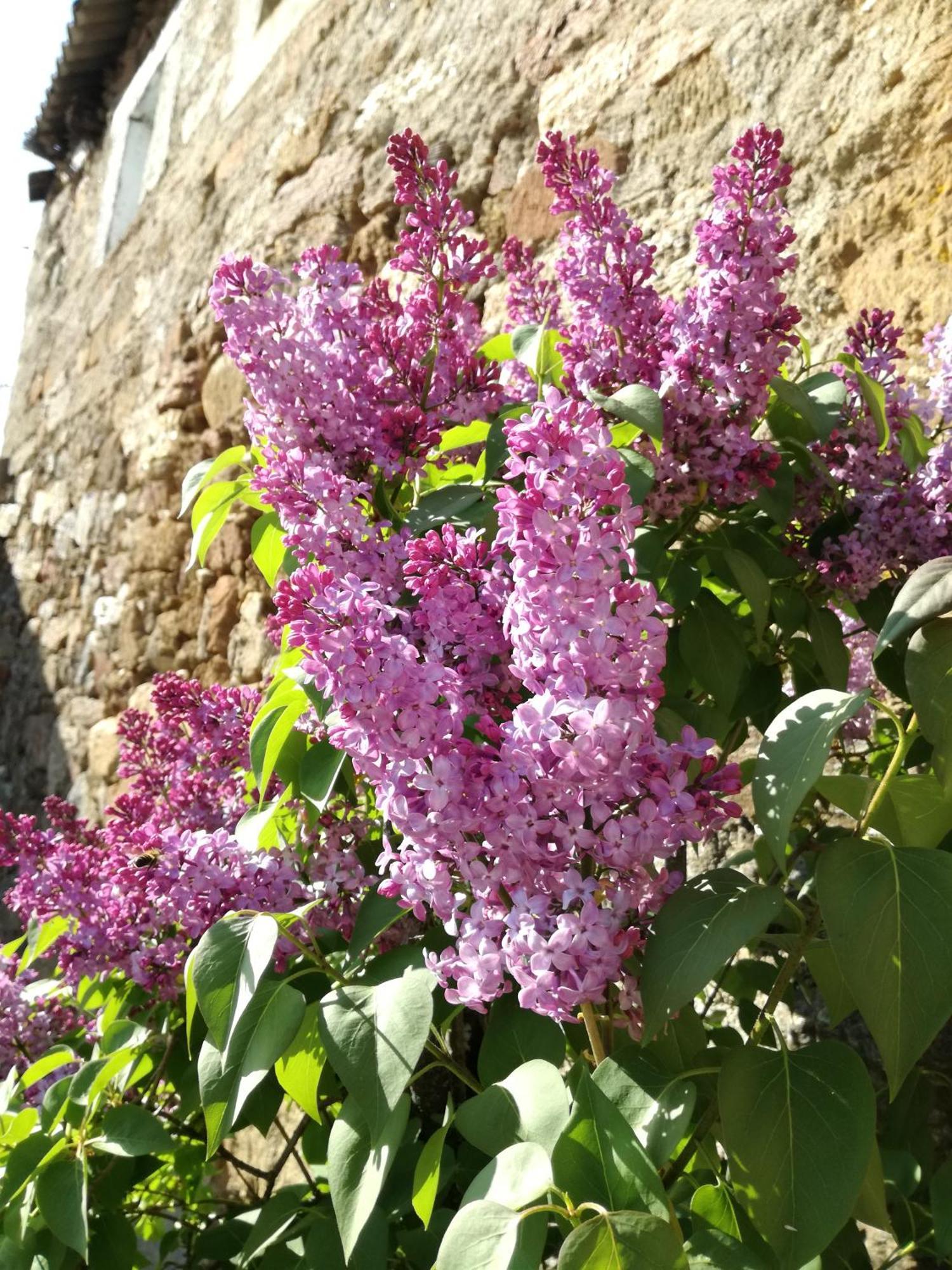 La Posada De Pedrazales מראה חיצוני תמונה